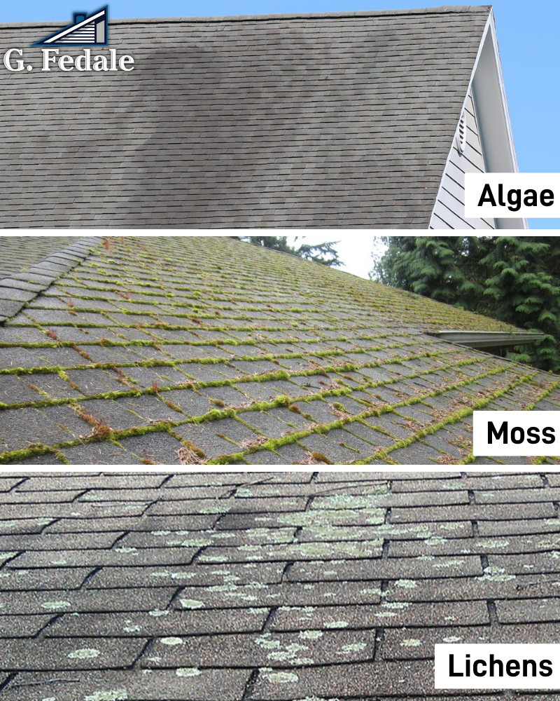 Three photos showing moss, algae and lichen on different roofs.