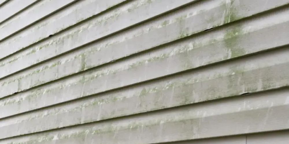 mold and mildew